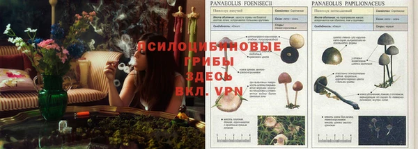 амф Михайловск