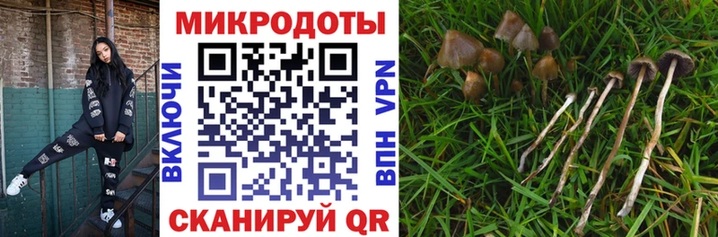 Псилоцибиновые грибы Psilocybe  Саки 